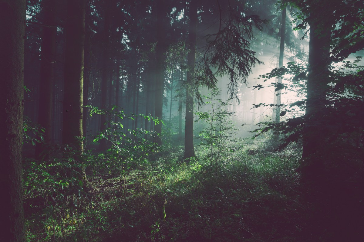 Sonnenlicht fällt durch einen stillen Nadelwald